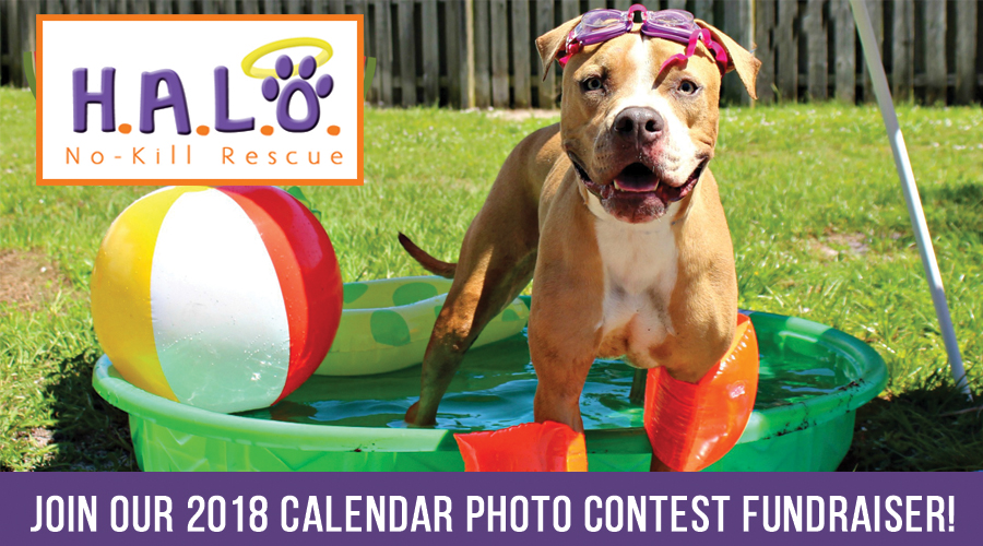 HALO's 2018 Calendar Photo Contest